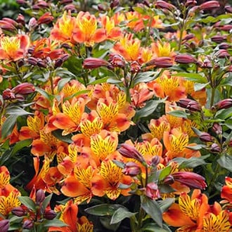 Alstroemeria Indian Summer® Tesronto, С2 imagine 6