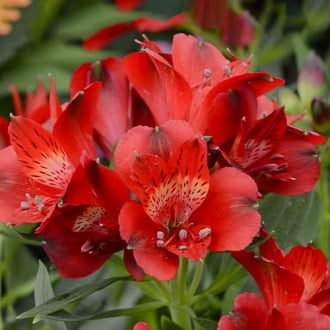 Alstroemeria Summer Pepper® Tessumpep, С2 imagine 2