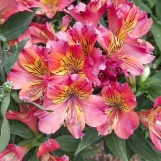 Alstroemeria Valley Girl® Tesvalgirl, С2 imagine 1
