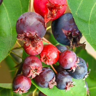 Amelanchier (Pom de stafide) Aroma Fruit imagine 3