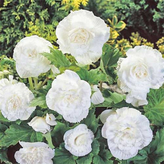 Begonie cu flori mari Smolicka albă imagine 5