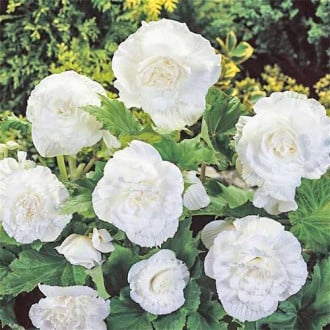 Begonie cu flori mari Smolicka albă imagine 2