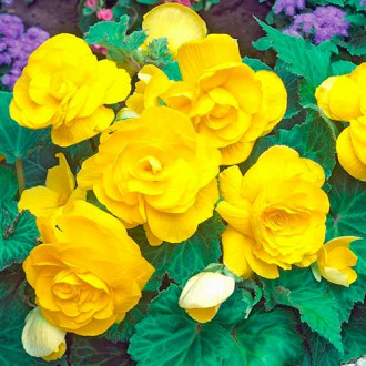 Begonie cu flori mari Smolicka galbenă imagine 1