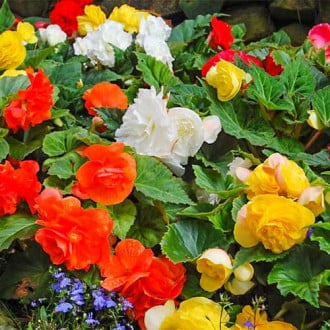 Begonie cu flori mari Smolicka, mix multicolor imagine 2