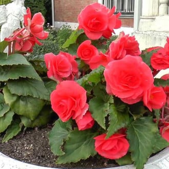 Begonie cu flori mari Smolicka roșie imagine 3