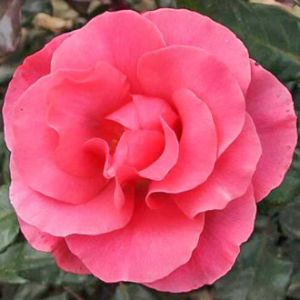 Begonie cu flori mari Smolicka roz imagine 6