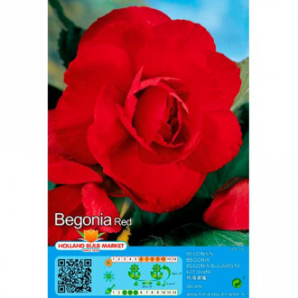 Begonie Double Red imagine 3