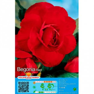 Begonie Double Red imagine 2