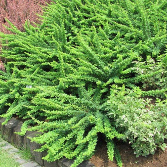 Berberis thunbergii Green Carpet imagine 2