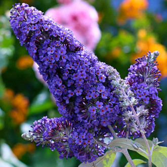 Buddleja davidii Papillon Bleu fotografie 14 Buddleja davidii Papillon Bleu imagine 14
