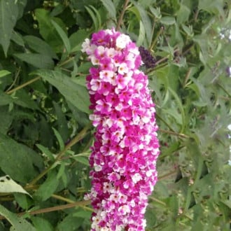 Buddleja Dawida Berries and Cream, С2 imagine 6