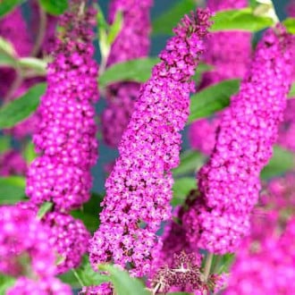 Liliac de vară Summer Beauty, Р9 imagine 1