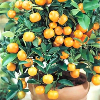 Calamodin Panama Orange imagine 6