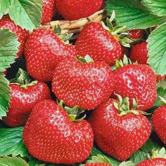 Căpșuni Camarosa imagine 1