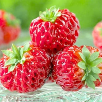 Căpșuni Framberry imagine 5