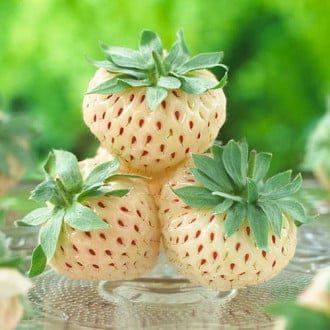 Căpșuni Pineberry imagine 1