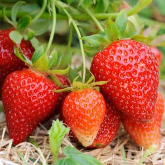Căpșuni Vima Xima imagine 3