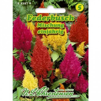Celosia anuală, mix multicolor imagine 5