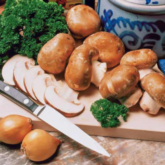 Champignon Brun fotografie 15 Champignon Brun imagine 15