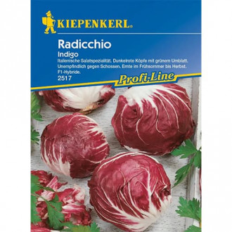 Cicoare roșie (radicchio) Indigo Kiepenkerl imagine 4