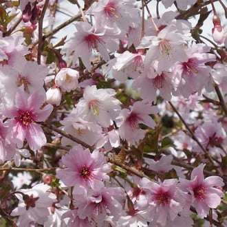 Cireș japonez (Prunus) Mikinori imagine 5