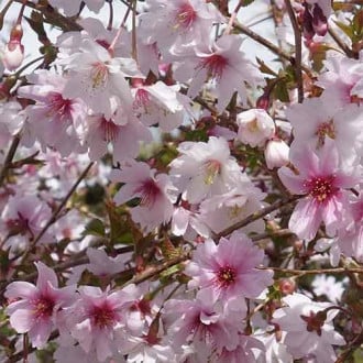 Cireș japonez (Prunus) Mikinori imagine 1