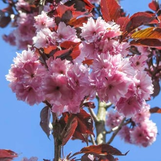 Cireș japonez (Prunus) Royal Burgundy imagine 3