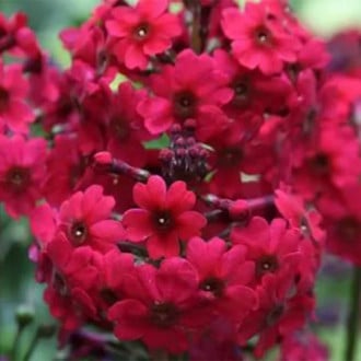 Ciuboțica cucului (Primula) japonica Miller's Crimson imagine 1