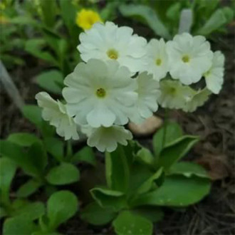 Ciuboțica cucului (Primula) juliana Sneeuwwitje imagine 2