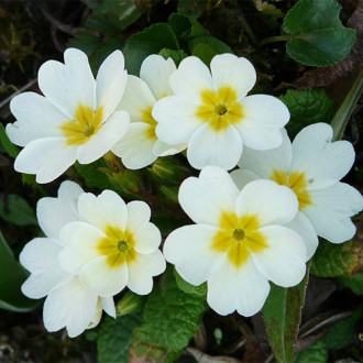 Ciuboțica cucului (Primula) vulgaris White imagine 2