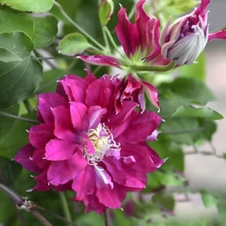 Clematis Akafuji, С2 imagine 6
