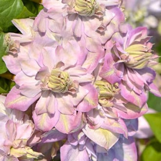 Clematis Anna's Choice, С2 imagine 6