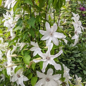 Clematis Beautiful Bride, С2 imagine 5