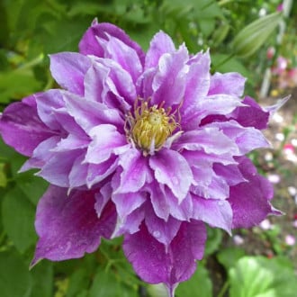 Clematis Birthday Girl, С2 imagine 6