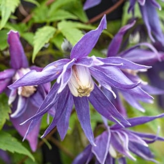 Clematis Blue Surprise, С2 imagine 5