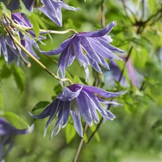Clematis Cecile, С2 imagine 6
