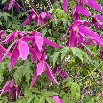 Clematis Constance, С2 imagine 4
