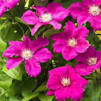 Clematis Ernest Markham imagine 2