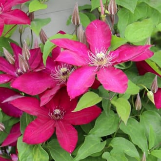 Clematis Expander, С2 imagine 1
