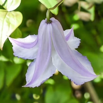 Clematis Fairy Slippers, С2 imagine 2