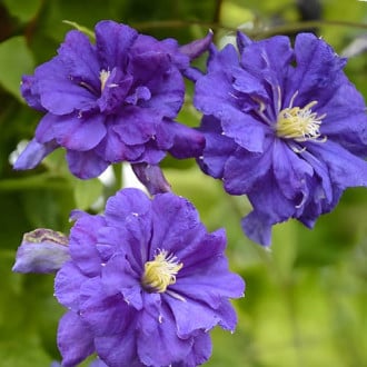 Clematis Floral Dance, С2 imagine 1