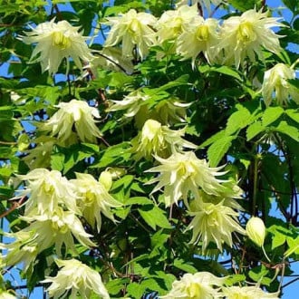 Clematis Golden Dream, С2 imagine 1