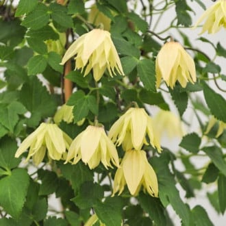 Clematis Golden Surprise, С2 imagine 2