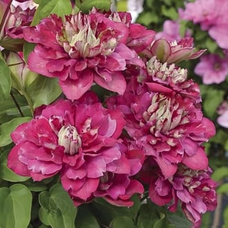 Clematis Hot Kisses, С2 imagine 3