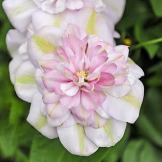 Clematis Innocent Blush, С2 imagine 6