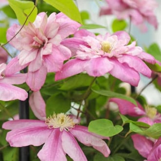 Clematis Innocent Glance, С2 imagine 4