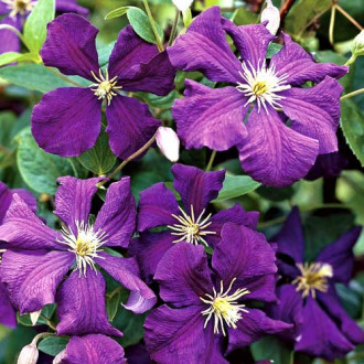 Clematis Jackmanii imagine 4