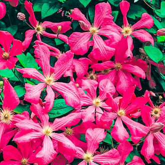 Clematis Kermesina imagine 1