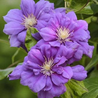 Clematis Krolowa Bona, С2 imagine 6
