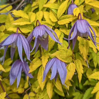 Clematis Luminous® Dusk, С2 imagine 2